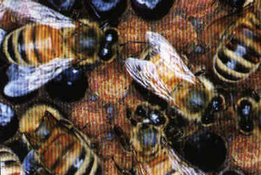 Африканизированная медовая пчела (Apis mellifera scutellata)