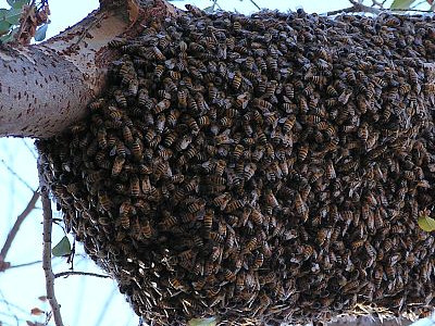Африканизированная медовая пчела (Apis mellifera scutellata)